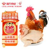 溫氏供港農養大公雞2.8斤 高品質(zhì) 冷凍土雞散養走地雞炒雞 整雞