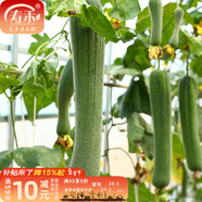 壽禾 肉絲瓜種子水瓜絲瓜絲爪蔬菜四季陽(yáng)臺菜瓜蔬菜壽光冬春季菜種 早熟果偏長(cháng) 優(yōu)比1號絲瓜種子20粒