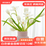 京東鮮花跨晚同款-進(jìn)口白色郁金香10枝源頭直發(fā)