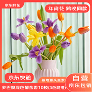 京東鮮花跨晚同款-郁金香鮮花10枝多巴胺混色（三種顏色混搭）源頭直發(fā)