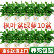 雙盟綠蘿盆栽除甲醛花卉綠植辦公室120款楓葉自吸水盆10盆裝源頭直發(fā)