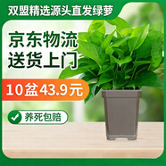 雙盟綠蘿盆栽除甲醛花卉綠植辦公室新房?jì)艋諝?10方黑10盆源頭直發(fā)