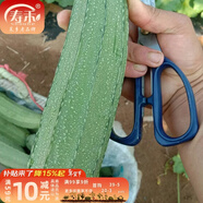 壽禾 肉絲瓜種子水瓜絲瓜絲爪蔬菜四季陽(yáng)臺菜瓜蔬菜壽光冬春季菜種 翠秀大花點(diǎn)絲瓜種子20g