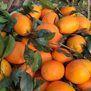 奉節臍橙包郵長(cháng)虹橢圓臍橙當季新鮮孕婦水果10斤現摘紐荷爾橙子非江西秭歸 含箱3斤中大果（約5-6個(gè)）量少不劃算