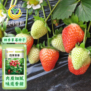鳳鳴雅世草莓種籽子室內(nèi)外陽臺蔬菜盆栽水果籽盆栽種籽四季草莓種子500粒