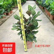 孔雀竹芋盆栽彩色紫背土培植物貓眼竹芋室內花卉四季常青 孔雀竹芋280#1盆-高約70-80cm 含盆