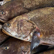 一條裝南澳本港鮸魚(yú)新鮮赤嘴鳘魚(yú)米魚(yú)當天現捕鮮活海魚(yú)無(wú)魚(yú)膠魚(yú)肚 完整的魚(yú)(有魚(yú)膠魚(yú)肚魚(yú)籽) 8kg