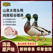 鮮其間廣東清遠純放養土鴨老鴨青頭野鴨子整只新鮮現殺水鴨麻鴨生鮮鴨肉 【大青頭鴨2只約8-9斤】山泉水自然放養·口感鮮美