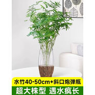 詠幻水培植物米竹綠植室內盆栽鳳尾竹辦公室盆景桌面綠植富貴竹好養活 水竹40-50cm配斜口炮彈瓶超大株型遇水瘋長(cháng)