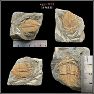 王冠三葉蟲(chóng)魚(yú)樹(shù)古生物化石原石天然考古標本客廳桌面創(chuàng  )意擺件飾品 wgc-013（L）