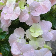 無(wú)盡夏繡球花大苗盆栽庭院陽(yáng)臺好養活四季花卉植物薄荷重瓣 落跑新娘(一加侖) 送肥料