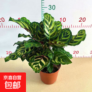 孔雀竹芋盆栽彩色紫背土培植物貓眼竹芋室內花卉四季常青 孔雀竹芋110#1盆 高約20-30cm 含盆