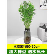 詠幻水培植物米竹綠植室內盆栽鳳尾竹辦公室盆景桌面綠植富貴竹好養活 水培米竹50-60cm左右2份超大株型遇水瘋長(cháng)