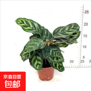 孔雀竹芋盆栽彩色紫背土培植物貓眼竹芋室內花卉四季常青 孔雀竹芋90#1盆 高約15cm 含盆