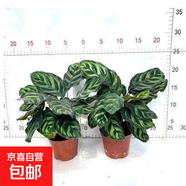 孔雀竹芋盆栽彩色紫背土培植物貓眼竹芋室內花卉四季常青 孔雀竹芋90#2盆 高約15cm 含盆