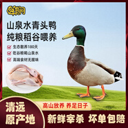 鮮其間廣東清遠純放養土鴨老鴨青頭野鴨子整只新鮮現殺水鴨麻鴨生鮮鴨肉 山泉水青頭鴨【1只約2.3-2.8斤】純糧喂食/清甜可口