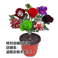 七抒藍(lán)色玫瑰花苗盆栽多色妖姬四季開花卉植物室內(nèi)月季花苗特大花濃香 嫁接9色1號2顆