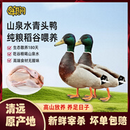 鮮其間廣東清遠純放養土鴨老鴨青頭野鴨子整只新鮮現殺水鴨麻鴨生鮮鴨肉 山泉水青頭鴨【2只約4.6-5.6斤】純糧喂食/清甜可口