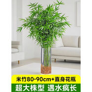 詠幻水培植物米竹綠植室內盆栽鳳尾竹辦公室盆景桌面綠植富貴竹好養活 米竹80-90cm配直身瓶超大株型遇水瘋長(cháng)