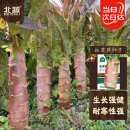 北蔬 紅萵筍種子種苗尖葉萵苣四季耐寒蔬菜種籽 北蔬紅萵筍種子5g