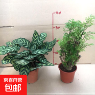 孔雀竹芋盆栽彩色紫背土培植物貓眼竹芋室內花卉四季常青 孔雀竹芋140#+羽葉福祿桐140# 含盆