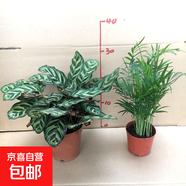 孔雀竹芋盆栽彩色紫背土培植物貓眼竹芋室內花卉四季常青 孔雀竹芋140#+袖珍椰子110# 含盆