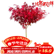萌肉居 紅楓樹(shù)苗四季嫁接紅楓盆景綠化苗木行道樹(shù)/約0.5CM粗源頭直發(fā)