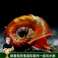 美人霧 觀(guān)賞螺水族活體缸壁除藻螺魚(yú)缸除藻清淤活化床底 蘋(píng)果螺10只（除褐藻吃殘兒）