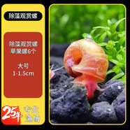 美人霧 觀(guān)賞螺水族活體缸壁除藻螺魚(yú)缸除藻清淤活化床底 除藻觀(guān)賞螺 蘋(píng)果螺6個(gè)大號1-1.5cm
