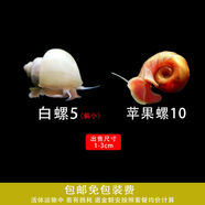 美人霧 觀(guān)賞螺水族活體缸壁除藻螺魚(yú)缸除藻清淤活化床底 檸檬黃 白螺5 蘋(píng)果螺15