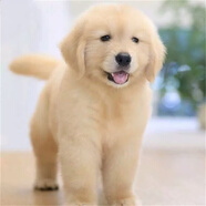 采蘩純種金毛幼犬賽級家養寵物狗 血統級 公