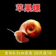 美人霧 觀(guān)賞螺水族活體缸壁除藻螺魚(yú)缸除藻清淤活化床底 小蘋(píng)果螺20只送10共30 0.5cm