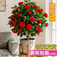 御卉閣茶花盆栽帶花苞四季開(kāi)花室內陽(yáng)臺好養濃香型山茶花樹(shù)苗花卉綠植 六角大紅 2年苗