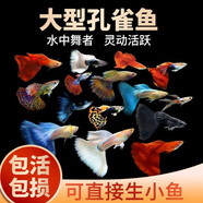 瘋狂水草孔雀魚(yú)活體水族寵物觀(guān)賞魚(yú)冷水耐活小型熱帶魚(yú)淡水魚(yú)苗 【3CM左右】精品孔雀魚(yú)A 共8條