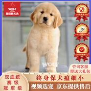 京狼圖騰雙血統級 金毛幼犬 活體寵物狗狗活體賽級純種金毛犬 中型犬 血統級 A03