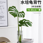 種花迷龜背竹水培植物盆栽大號(hào)老樁室內(nèi)客廳天堂鳥(niǎo)花瓶耐陰常青好養(yǎng)綠植 老樁龜背竹70～80cm一棵-送養(yǎng)液
