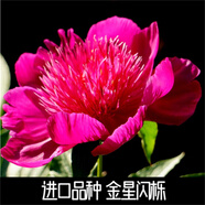 菏澤正宗芍藥花卉觀賞牡丹花苗重瓣帶芽室內(nèi)外陽臺(tái)開花綠植庭院 金星閃櫟
