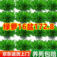 雙盟綠蘿盆栽除甲醛綠植辦公室新房凈化空氣180自吸水16盆裝源頭直發(fā)