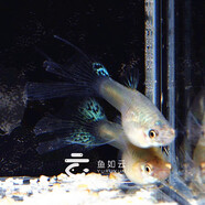 魚如云精品大背蘭草尾硬骨藍(lán)草尾純種孔雀魚細(xì)噴觀賞魚小魚活體熱帶魚 蘭草燕尾1對(duì)（單公燕尾母）