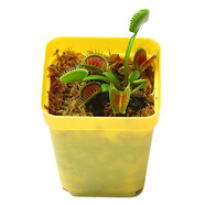 鶯歌燕舞【新奇植物】捕蠅草植物花卉綠植驅蚊陽(yáng)臺盆栽食蟲(chóng)趣味豬籠草室內 巨夾大苗整株約5.5CM 原盆載好發(fā)貨