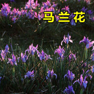 駿楷園林馬蘭花種子馬蓮花蝴蝶花馬藺四季播種矮生庭院藍(lán)色多年生宿根花籽 300粒