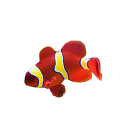 興國(guó)海（Singoseafarm）小丑魚(yú)活體魚(yú) 人工公子小丑活體海水魚(yú) 寵物觀賞魚(yú)快遞包活興國(guó)海 人工金透紅4-5cm