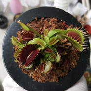 鶯歌燕舞【新奇植物】捕蠅草植物花卉綠植驅蚊陽臺盆栽食蟲趣味豬籠草室內 巨夾捕蠅草（夾約2CM） 原盆載好發(fā)貨