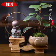 詩甲 小盼菩提綠植盆栽小盆景辦公室內(nèi)客廳陽臺禪意花卉節(jié)日高檔送禮 菩提+佛陀+倒流香一盒（無苔蘚）