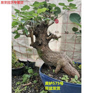 七流婉黃櫨盆景老樁古怪樁熟樁北京香山紅葉樹樁冬季耐寒實物 紅色 不含盆