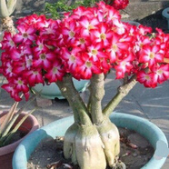 飛沭重瓣沙漠玫瑰多肉奇趣植物老樁耐旱花卉綠植盆栽當年開(kāi)花