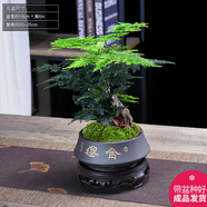 幼薇文竹盆栽植物室內(nèi)綠化四季迷你辦公室綠植擺件桌面好養(yǎng)創(chuàng)意小盆景 文竹盆景+舍得紫砂鍋盆+圓形底盤 帶盆栽好