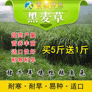 萌蘊（MengYun）進(jìn)口牧草種子四季多年生黑麥草魚草四季可種喂養(yǎng)雞鴨鵝豬牛羊種籽 多年生黑麥草種子1斤