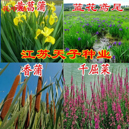 花中酷    黃菖蒲種子 蘆葦千屈菜香蒲種子再力花 藍(lán)花鳶尾碗蓮水生植物種子 馬蘭花種子 香蒲種子半斤