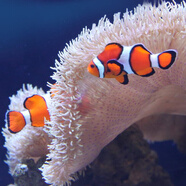 興國(guó)海（Singoseafarm）小丑魚(yú)活體魚(yú) 人工公子小丑活體海水魚(yú) 寵物觀賞魚(yú)快遞包活興國(guó)海 人工公子配對(duì)4-6cm